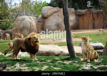 (180326) -- VALENCE, le 26 mars 2018 -- des lions africains sont observés au zoo bioparc de Valence, Espagne, le 25 mars 2018. )(jmmn) ESPAGNE-VALENCIA-BIOPARC ZOO GuoxQiuda PUBLICATIONxNOTxINxCHN Banque D'Images