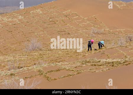 (180327) -- ZHANGYE, 27 mars 2018 -- des volontaires de lutte contre la désertification renforcent une barrière de sable en damier de paille dans le comté de Linze de Zhangye, province du Gansu, au nord-ouest de la Chine, 27 mars 2018. Plus des deux tiers du comté de Linze est couvert par le désert. Depuis des années, le comté a pris des mesures efficaces dans la lutte contre la désertification. (lmm) CHINA-GANSU-DESERT CONTROL (CN) WangxJiang PUBLICATIONxNOTxINxCHN Banque D'Images