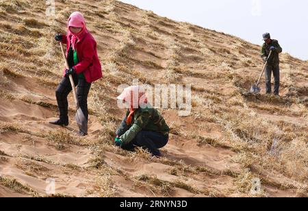 (180327) -- ZHANGYE, 27 mars 2018 -- des volontaires de lutte contre la désertification renforcent une barrière de sable en damier de paille dans le comté de Linze de Zhangye, province du Gansu, au nord-ouest de la Chine, 27 mars 2018. Plus des deux tiers du comté de Linze est couvert par le désert. Depuis des années, le comté a pris des mesures efficaces dans la lutte contre la désertification. (lmm) CHINA-GANSU-DESERT CONTROL (CN) WangxJiang PUBLICATIONxNOTxINxCHN Banque D'Images