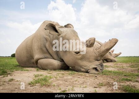 (180331) -- LAIKIPIA (KENYA), 31 mars 2018 -- une photo prise le 30 mars 2018 montre Najin, l'une des deux dernières femelles restantes rhinocéros blancs du Nord, dans la conservation OL Pejeta dans le comté de Laikipia, au nord du Kenya. Samedi, les responsables kényans de la protection de la faune et de la flore sauvages ont convergé à OL Pejeta Conservancy, dans le nord du Kenya, où a eu lieu un service commémoratif en l'honneur du seul rhinocéros blanc mâle du nord du dernier monde, affectueusement nommé Soudan. KENYA-LAIKIPIA-MÂLE TARDIF RHINO-SOUDAN-MEMORIAL SERVICE LYUXSHUAI PUBLICATIONXNOTXINXCHN Banque D'Images