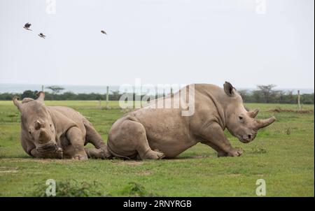 (180331) -- LAIKIPIA (KENYA), 31 mars 2018 -- une photo prise le 30 mars 2018 montre les deux derniers rhinocéros blancs femelles du Nord Najin (L) et Fatu dans OL Pejeta Conservancy dans le comté de Laikipia, au nord du Kenya. Samedi, les responsables kényans de la protection de la faune et de la flore sauvages ont convergé à OL Pejeta Conservancy, dans le nord du Kenya, où a eu lieu un service commémoratif en l'honneur du seul rhinocéros blanc mâle du nord du dernier monde, affectueusement nommé Soudan. KENYA-LAIKIPIA-MÂLE TARDIF RHINO-SOUDAN-MEMORIAL SERVICE LYUXSHUAI PUBLICATIONXNOTXINXCHN Banque D'Images