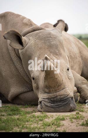 (180331) -- LAIKIPIA (KENYA), 31 mars 2018 -- une photo prise le 30 mars 2018 montre Najin, l'une des deux dernières femelles restantes rhinocéros blancs du Nord, dans la conservation OL Pejeta dans le comté de Laikipia, au nord du Kenya. Samedi, les responsables kényans de la protection de la faune et de la flore sauvages ont convergé à OL Pejeta Conservancy, dans le nord du Kenya, où a eu lieu un service commémoratif en l'honneur du seul rhinocéros blanc mâle du nord du dernier monde, affectueusement nommé Soudan. KENYA-LAIKIPIA-MÂLE TARDIF RHINO-SOUDAN-MEMORIAL SERVICE LYUXSHUAI PUBLICATIONXNOTXINXCHN Banque D'Images