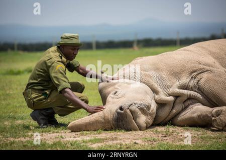 (180331) -- LAIKIPIA (KENYA), 31 mars 2018 -- Une gardienne touche Najin, l'une des deux dernières femmes rhinocéros blancs du Nord au monde, à OL Pejeta Conservancy, dans le comté de Laikipia, au nord du Kenya, le 30 mars 2018. Samedi, les responsables kényans de la protection de la faune et de la flore sauvages ont convergé à OL Pejeta Conservancy, dans le nord du Kenya, où a eu lieu un service commémoratif en l'honneur du seul rhinocéros blanc mâle du nord du dernier monde, affectueusement nommé Soudan. KENYA-LAIKIPIA-MÂLE TARDIF RHINO-SOUDAN-MEMORIAL SERVICE LYUXSHUAI PUBLICATIONXNOTXINXCHN Banque D'Images