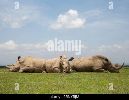 (180331) -- LAIKIPIA (KENYA), 31 mars 2018 -- une photo prise le 30 mars 2018 montre Najin (L) et Fatu (C), les deux dernières femmes rhinocéros blancs du nord du monde, dans la conservation OL Pejeta dans le comté de Laikipia, au nord du Kenya. Samedi, les responsables kényans de la protection de la faune et de la flore sauvages ont convergé à OL Pejeta Conservancy, dans le nord du Kenya, où a eu lieu un service commémoratif en l'honneur du seul rhinocéros blanc mâle du nord du dernier monde, affectueusement nommé Soudan. KENYA-LAIKIPIA-MÂLE TARDIF RHINO-SOUDAN-MEMORIAL SERVICE LYUXSHUAI PUBLICATIONXNOTXINXCHN Banque D'Images