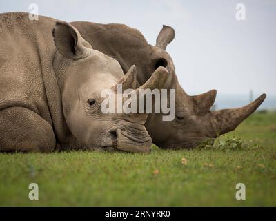 (180331) -- LAIKIPIA (KENYA), 31 mars 2018 -- une photo prise le 30 mars 2018 montre Fatu (L), l'une des deux dernières femelles restantes du rhinocéros blancs du Nord, dans la conservation OL Pejeta dans le comté de Laikipia, au nord du Kenya. Samedi, les responsables kényans de la protection de la faune et de la flore sauvages ont convergé à OL Pejeta Conservancy, dans le nord du Kenya, où a eu lieu un service commémoratif en l'honneur du seul rhinocéros blanc mâle du nord du dernier monde, affectueusement nommé Soudan. KENYA-LAIKIPIA-MÂLE TARDIF RHINO-SOUDAN-MEMORIAL SERVICE LYUXSHUAI PUBLICATIONXNOTXINXCHN Banque D'Images