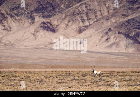 (180404) -- RUOQIANG, le 4 avril 2018 -- Une antilope tibétaine est observée dans la réserve naturelle nationale des montagnes de l'Altun, dans la région autonome ouïgoure du Xinjiang, au nord-ouest de la Chine, le 1 avril 2018.) (lmm) CHINE-XINJIANG-ALTUN MONTAGNES-FAUNE-PAYSAGE (CN) JiangxWenyao PUBLICATIONxNOTxINxCHN Banque D'Images