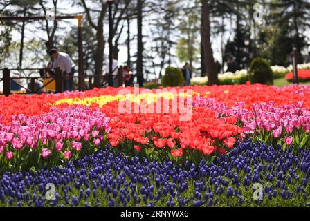 (180406) -- ISTANBUL, 6 avril 2018 -- une photo prise le 6 avril 2018 montre des tulipes au parc Emirgan à Istanbul, en Turquie. Les tulipes en fleurs ont apporté le printemps à Istanbul récemment. ) TURQUIE-ISTANBUL-EMIRGAN PARK-TULIPES HexCanling PUBLICATIONxNOTxINxCHN Banque D'Images