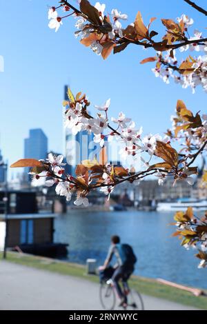 (180406) -- FRANCFORT, le 6 avril 2018 -- fleurs fleurissent sur la rive du main River à Francfort, Allemagne, le 6 avril 2018. ) ALLEMAGNE-FRANKFURT-SPRING-BLOSSOM LuoxHuanhuan PUBLICATIONxNOTxINxCHN Banque D'Images