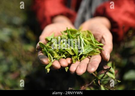 (180410) -- NANCHANG, le 10 avril 2018 -- Un cultivateur de thé tient des feuilles de thé récemment cueillies dans le village de Makou du district de Wanli dans la ville de Nanchang, capitale de la province de Jiangxi de l'est de la Chine, le 10 avril 2018. Le jardin de thé dans ce village, couvrant une superficie de 1 000 Mu (67 hectares), a été transformé d'une montagne stérile. Grâce à l'industrie du thé, le revenu annuel par habitant des villageois a augmenté de 3 000 yuans (477 dollars américains). (Xzy) CHINA-NANCHANG-TEA PRODUCTION (CN) ZhouxMi PUBLICATIONxNOTxINxCHN Banque D'Images