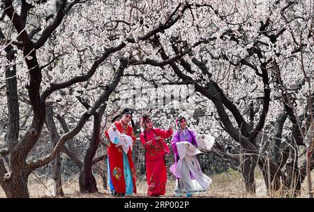 (180410) -- TANGSHAN, 10 avril 2018 -- des amoureux de l'opéra en costumes se produisent dans un jardin de poires de Longquangu, dans le district de Fengrun de Tangshan, dans la province de Heibei, dans le nord de la Chine, le 10 avril 2018.) (Xzy) CHINA-HEBEI-SPRING LEISURE (CN) MuxYu PUBLICATIONxNOTxINxCHN Banque D'Images