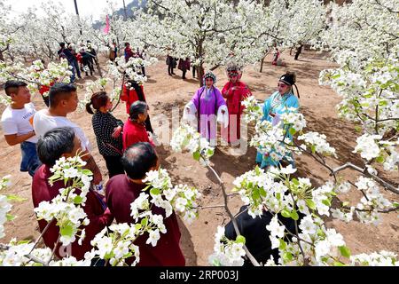 (180410) -- TANGSHAN, 10 avril 2018 -- des amoureux de l'opéra en costumes se produisent dans un jardin de poires de Longquangu, dans le district de Fengrun de Tangshan, dans la province de Heibei, dans le nord de la Chine, le 10 avril 2018.) (Xzy) CHINA-HEBEI-SPRING LEISURE (CN) MuxYu PUBLICATIONxNOTxINxCHN Banque D'Images