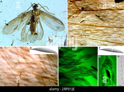 (180412) -- NANJING, le 12 avril 2018 -- une photo combinée montre Tarachoptera de l'ambre birman et la structure de l'échelle. Une équipe internationale dirigée par des scientifiques chinois a révélé la couleur des ailes d’un insecte âgé de 200 millions d’années à travers des écailles fossiles. L'étude, publiée dans la revue Science Advances, a révélé que de minuscules structures photoniques de lépidoptères pouvaient produire des apparences de couleur bronze à or métallique dans les ailes d'insectes. )(MCG) CHINE-ÉTUDE FOSSILE-COULEUR D'INSECTE (CN) NIGPAS PUBLICATIONXNOTXINXCHN Banque D'Images