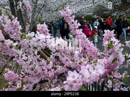 (180413) -- QINGDAO, 13 avril 2018 -- les touristes apprécient la vue des cerisiers en fleurs au parc Zhongshan à Qingdao, province du Shandong dans l est de la Chine, le 13 avril 2018.) (Xzy) CHINA-QINGDAO-SPRING VIEWS (CN) LixZiheng PUBLICATIONxNOTxINxCHN Banque D'Images