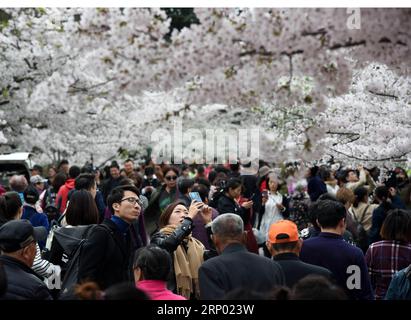 (180413) -- QINGDAO, 13 avril 2018 -- les touristes apprécient la vue des cerisiers en fleurs au parc Zhongshan à Qingdao, province du Shandong dans l est de la Chine, le 13 avril 2018.) (Xzy) CHINA-QINGDAO-SPRING VIEWS (CN) LixZiheng PUBLICATIONxNOTxINxCHN Banque D'Images