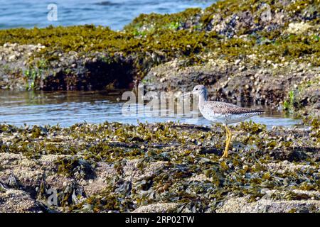 Greater Yellowlegs, Tringa melanoleuca, se nourrissant près du rivage près de Florence, Nouvelle-Écosse. Banque D'Images