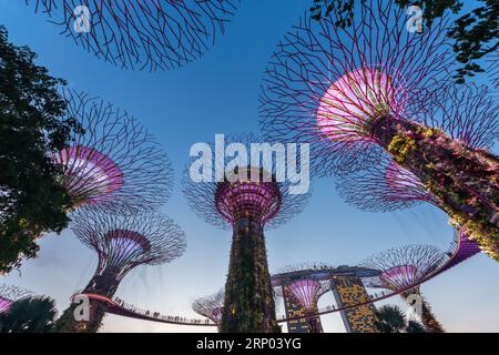 En regardant vers le haut la canopée de l'observatoire Supertree des Gardens by the Bay, les gens peuvent voir explorer autour de la canopée. Banque D'Images
