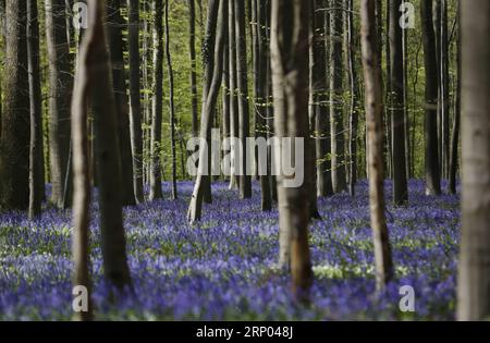 (180417) -- HALLE (BELGIQUE), 17 avril 2018 -- une photo prise le 17 avril 2018 montre des bells dans le bois de Halle, à Halle, Belgique. Le bois de Halle est connu pour ses bluebells qui sont en fleurs pendant quelques semaines au printemps.) BELGIQUE-HALLE-SPRING-BLUEBELLS YexPingfan PUBLICATIONxNOTxINxCHN Banque D'Images