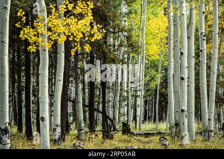 Automne de la route 180   Flagstaff, Arizona, États-Unis Banque D'Images