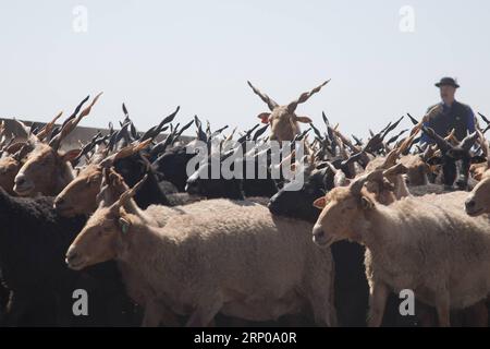 (180428) -- HORTOBAGY (HONGRIE), 28 avril 2018 -- Un berger conduit un troupeau de moutons racka à travers un pont lors de la célébration du début de la nouvelle saison de pâturage sur les grandes Plaines hongroises à Hortobagy, Hongrie, le 28 avril 2018.) HONGRIE-HORTOBAGY-NOUVELLE SAISON DE PÂTURAGE AttilaxVolgyi PUBLICATIONxNOTxINxCHN Banque D'Images