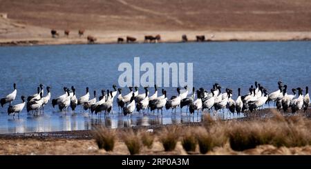 (180429) -- KUNMING, 29 avril 2018 -- une photo prise le 16 février 2017 montre des grues à cou noir dans la réserve naturelle de l'État de Dashanbao, à Zhaotong, dans la province du Yunnan, au sud-ouest de la Chine. Pour garder le fleuve Yangtsé propre et beau, des efforts pour restaurer l'environnement écologique ont été entrepris dans le cours supérieur du fleuve Yangtsé dans la province du Yunnan ces dernières années. )(wsw) CHINE-YUNNAN-RESTAURATION ÉCOLOGIQUE DE L'ENVIRONNEMENT (CN) LinxYiguang PUBLICATIONxNOTxINxCHN Banque D'Images