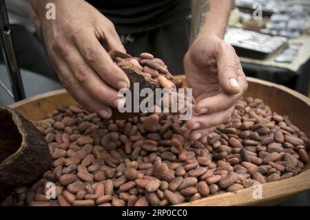 (180505) -- MEXICO, 5 mai 2018 -- une photo prise le 4 mai 2018 montre une personne exposant du cacao lors du Festival artisanal du chocolat et du cacao 2018, à Mexico, capitale du Mexique. (jg) (rtg) (wtc) MEXICO-MEXICO CITY-CHOCOLAT ET CACAO FESTIVAL AlejandroxAyala PUBLICATIONxNOTxINxCHN Banque D'Images