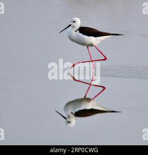 (180507) -- FUZHOU, le 7 mai 2018 -- Une échoppe à ailes noires fourre sur le banc près de la ville d'Anhai de la ville de Jinjiang, dans le sud-est de la Chine, province du Fujian, le 5 mai 2018.) (Zyd) CHINA-FUJIAN-STILTS (CN) MeixYongcun PUBLICATIONxNOTxINxCHN Banque D'Images