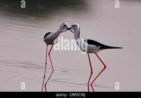 (180507) -- FUZHOU, 7 mai 2018 -- deux pilotis à ailes noires reposent sur le banc près de la ville d'Anhai de la ville de Jinjiang, province du Fujian au sud-est de la Chine, le 5 mai 2018.) (Zyd) CHINA-FUJIAN-STILTS (CN) MeixYongcun PUBLICATIONxNOTxINxCHN Banque D'Images