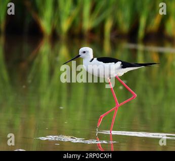 (180507) -- FUZHOU, le 7 mai 2018 -- Une échoppe à ailes noires fourre sur le banc près de la ville d'Anhai de la ville de Jinjiang, dans le sud-est de la Chine, province du Fujian, le 5 mai 2018.) (Zyd) CHINA-FUJIAN-STILTS (CN) MeixYongcun PUBLICATIONxNOTxINxCHN Banque D'Images