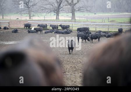 (180508) -- ATLANTIC, 8 mai 2018 -- une photo prise le 2 mai 2018 montre du bétail élevé par le fermier Bill Pellett dans sa ferme d'Atlantic, dans l'Iowa, aux États-Unis. Bill Pellett nourrit maintenant environ 900 têtes de bétail sur sa ferme tout en cultivant des centaines d’acres de maïs et de soja dans l’État du Midwest. Un voyage en Chine en février a renforcé sa confiance dans la vente de plus de bœuf de première qualité de sa ferme à des clients chinois. Au cours de son séjour d’une semaine en Chine, Pellett a rencontré des représentants de sept à 10 entreprises différentes qui envisagent d’importer du bœuf américain. Au courant des conc. Des agriculteurs conc Banque D'Images