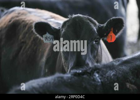 (180508) -- ATLANTIC, 8 mai 2018 -- une photo prise le 2 mai 2018 montre du bétail élevé par le fermier Bill Pellett dans sa ferme d'Atlantic, dans l'Iowa, aux États-Unis. Bill Pellett nourrit maintenant environ 900 têtes de bétail sur sa ferme tout en cultivant des centaines d’acres de maïs et de soja dans l’État du Midwest. Un voyage en Chine en février a renforcé sa confiance dans la vente de plus de bœuf de première qualité de sa ferme à des clients chinois. Au cours de son séjour d’une semaine en Chine, Pellett a rencontré des représentants de sept à 10 entreprises différentes qui envisagent d’importer du bœuf américain. Au courant des conc. Des agriculteurs conc Banque D'Images