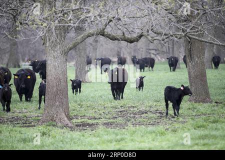 (180508) -- ATLANTIC, 8 mai 2018 -- une photo prise le 2 mai 2018 montre du bétail élevé par le fermier Bill Pellett dans sa ferme d'Atlantic, dans l'Iowa, aux États-Unis. Bill Pellett nourrit maintenant environ 900 têtes de bétail sur sa ferme tout en cultivant des centaines d’acres de maïs et de soja dans l’État du Midwest. Un voyage en Chine en février a renforcé sa confiance dans la vente de plus de bœuf de première qualité de sa ferme à des clients chinois. Au cours de son séjour d’une semaine en Chine, Pellett a rencontré des représentants de sept à 10 entreprises différentes qui envisagent d’importer du bœuf américain. Au courant des conc. Des agriculteurs conc Banque D'Images