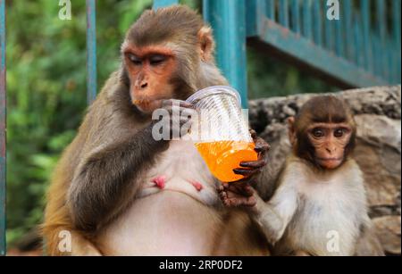 (180508) -- KATMANDOU, le 8 mai 2018 -- Un bébé singe regarde sa mère boire un verre de jus pris aux visiteurs par une chaude journée dans les locaux de Swayambhunath Stupa à Katmandou, Népal, le 8 mai 2018. La vallée de Katmandou est progressivement confrontée à une vague de chaleur sans précédent et prématurée depuis mardi.)(rh) NEPAL-KATHMANDU-HEAT sunilxsharma PUBLICATIONxNOTxINxCHN Banque D'Images