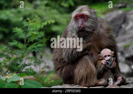 (180510) -- MONT WUYI, le 10 mai 2018 -- Un macaque tient sa progéniture dans une réserve naturelle nationale du mont Wuyi, dans la province du Fujian du sud-est de la Chine, le 10 mai 2018. Les autorités locales ont pris diverses mesures pour protéger les macaques sauvages dans la région. (Lb) WUYI-MACAQUE (CN) ZhangxGuojun PUBLICATIONxNOTxINxCHN Banque D'Images