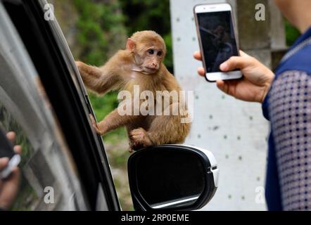 (180510) -- MONT WUYI, le 10 mai 2018 -- Un touriste prend des photos d'un macaque dans une réserve naturelle nationale du mont Wuyi, dans la province du Fujian du sud-est de la Chine, le 10 mai 2018. Les autorités locales ont pris diverses mesures pour protéger les macaques sauvages dans la région. (Lb) WUYI-MACAQUE (CN) ZhangxGuojun PUBLICATIONxNOTxINxCHN Banque D'Images