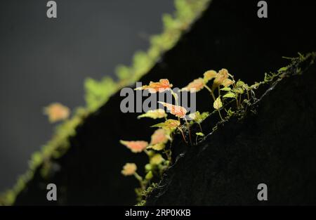 (180518) -- XUAN FR, 18 mai 2018 -- une photo prise le 17 mai 2018 montre des plantes à l'intérieur d'un gouffre dans le comté de Xuan en, province du Hubei au centre de la Chine. En raison du paysage karstique local et du climat humide, un gouffre de plus de 290 mètres de profondeur dans Xuan en est devenu la maison pour diverses plantes et animaux.) (Wyo) CHINA-HUBEI-XUAN en-SINKHOLE (CN) SongxWen PUBLICATIONxNOTxINxCHN Banque D'Images