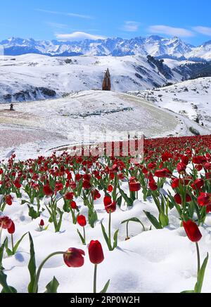 (180526) -- QITAI, 26 mai 2018 -- une photo prise le 25 mai 2018 montre des tulipes dans la neige au paysage du Jiangbulake, dans le comté de Qitai, dans le nord-ouest de la Chine, dans la région autonome ouïghoure du Xinjiang, le 25 mai 2018. Une chute de neige a frappé le comté de Qitai le 24 mai. ) (Yxb) CHINE-XINJIANG-JIANGBULAKE SCENIC SPOT-TULIPES (CN) GaoxJing PUBLICATIONxNOTxINxCHN Banque D'Images