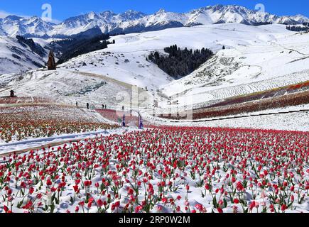 (180526) -- QITAI, 26 mai 2018 -- une photo prise le 25 mai 2018 montre des tulipes dans la neige au paysage du Jiangbulake, dans le comté de Qitai, dans le nord-ouest de la Chine, dans la région autonome ouïghoure du Xinjiang, le 25 mai 2018. Une chute de neige a frappé le comté de Qitai le 24 mai. ) (Yxb) CHINE-XINJIANG-JIANGBULAKE SCENIC SPOT-TULIPES (CN) GaoxJing PUBLICATIONxNOTxINxCHN Banque D'Images