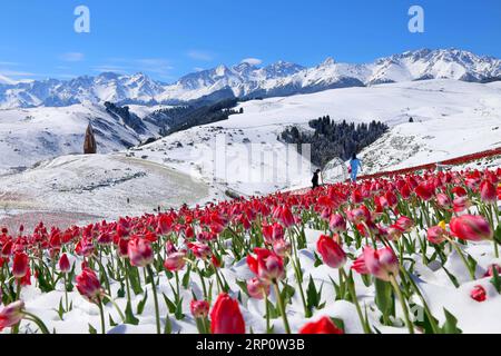 (180526) -- QITAI, 26 mai 2018 -- une photo prise le 25 mai 2018 montre des tulipes dans la neige au paysage du Jiangbulake, dans le comté de Qitai, dans le nord-ouest de la Chine, dans la région autonome ouïghoure du Xinjiang, le 25 mai 2018. Une chute de neige a frappé le comté de Qitai le 24 mai. ) (Yxb) CHINE-XINJIANG-JIANGBULAKE SCENIC SPOT-TULIPES (CN) GaoxJing PUBLICATIONxNOTxINxCHN Banque D'Images