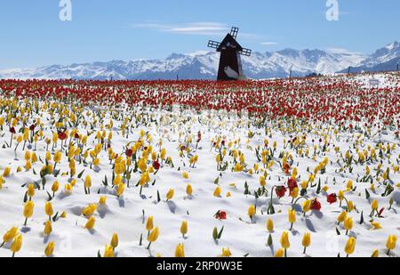 (180526) -- QITAI, 26 mai 2018 -- une photo prise le 25 mai 2018 montre des tulipes dans la neige au paysage du Jiangbulake, dans le comté de Qitai, dans le nord-ouest de la Chine, dans la région autonome ouïghoure du Xinjiang, le 25 mai 2018. Une chute de neige a frappé le comté de Qitai le 24 mai. ) (Yxb) CHINE-XINJIANG-JIANGBULAKE SCENIC SPOT-TULIPES (CN) GaoxJing PUBLICATIONxNOTxINxCHN Banque D'Images