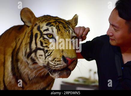 (180527) -- BEIJING, 27 mai 2018 -- un échantillonneur d'animaux décore un échantillon de tigre de Sibérie au musée du Fujian à Fuzhou, capitale de la province du Fujian du sud-est de la Chine, le 22 mai 2018.) XINHUA PHOTO CHOIX HEBDOMADAIRES WeixPeiquan PUBLICATIONxNOTxINxCHN Banque D'Images