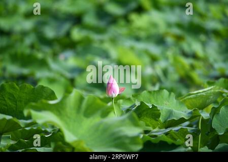 (180527) -- PÉKIN, 27 mai 2018 -- une photo prise le 21 mai 2018 montre une fleur de lotus à Liuzhou, dans la région autonome du Guangxi Zhuang du sud de la Chine. XINHUA PHOTO CHOIX HEBDOMADAIRES LixHanchi PUBLICATIONxNOTxINxCHN Banque D'Images