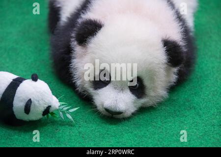 (180527) -- PÉKIN, le 27 mai 2018 -- Un petit panda géant fait la première apparition publique au zoo national malaisien près de Kuala Lumpur le 26 mai 2018.) XINHUA PHOTO CHOIX HEBDOMADAIRES ZhuxWei PUBLICATIONxNOTxINxCHN Banque D'Images