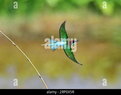 (180528) -- FUZHOU, le 28 mai 2018 -- Un mangeur d'abeilles à gorge bleue vole dans le village de Houlou, ville de Yangzhong, comté de Youxi, province du Fujian du sud-est de la Chine, le 25 mai 2018.) (Lb) CHINA-FUJIAN-ENVIRONMENT-WILD BIRD (CN) MeixYongcun PUBLICATIONxNOTxINxCHN Banque D'Images