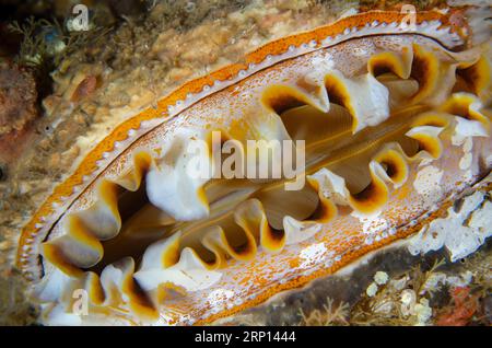 Huître épineuse variable, Spondylus varians, avec les yeux sur le bord du manteau, site de plongée Liberty Wreck, Tulamben, Karangasem, Bali, Indonésie Banque D'Images