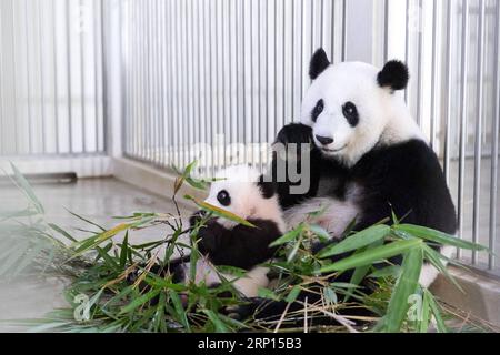 (180610) -- PÉKIN, le 10 juin 2018 -- la panda géante Liangliang et son petit-fils profitent de leurs bambous au Zoo Negara, près de Kuala Lumpur, Malaisie, le 7 juin 2018. Akmal Hadi Bin Samsuddin est le superviseur adjoint du Centre de conservation du panda géant au Zoo Negara. Avec six autres collègues, il forme l'équipe pour s'occuper des pandas géants prêtés de la Chine à la Malaisie. La paire de panda, Xingxing et Liangliang, est arrivée en Malaisie en 2014. Le duo a donné naissance à deux petits par accouplement naturel en 2015 et 2018 respectivement, grâce aux soins et à l'amour d'Akmal et de ses collègues. XINHUA PHO Banque D'Images