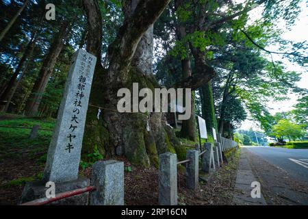 Un arbre de zelkova japonais devant le sanctuaire à la campagne Banque D'Images