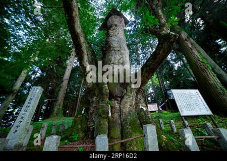 Un arbre de zelkova japonais devant le sanctuaire à la campagne Banque D'Images