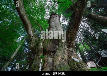 Un arbre de zelkova japonais devant le sanctuaire à l'angle bas de la campagne Banque D'Images