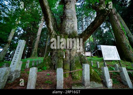 Un arbre de zelkova japonais devant le sanctuaire à la campagne Banque D'Images