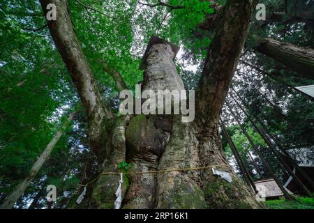 Un arbre de zelkova japonais devant le sanctuaire à l'angle bas de la campagne Banque D'Images